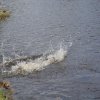 hundetreffen 03.09.2016 552